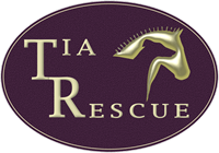 Tia Greyhound & Lurcher Rescue