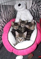 Maidenhead Cat Rescue