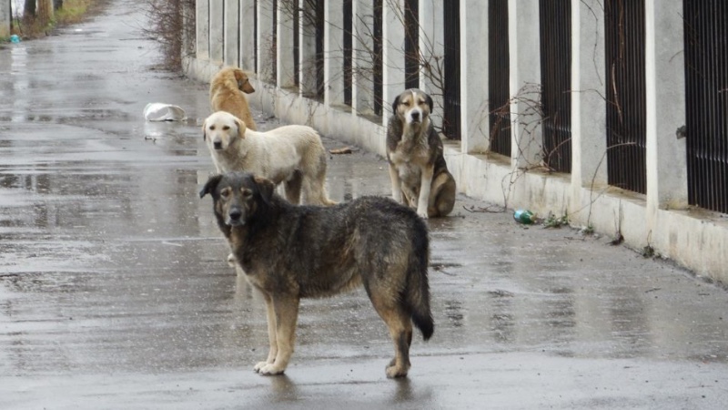 Crowdfunding to HELP THIS SMALL RESCUE CONTINUE TO SAVE ROMANIAN DOGS ...