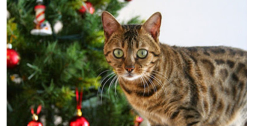 Cats protection outlet christmas