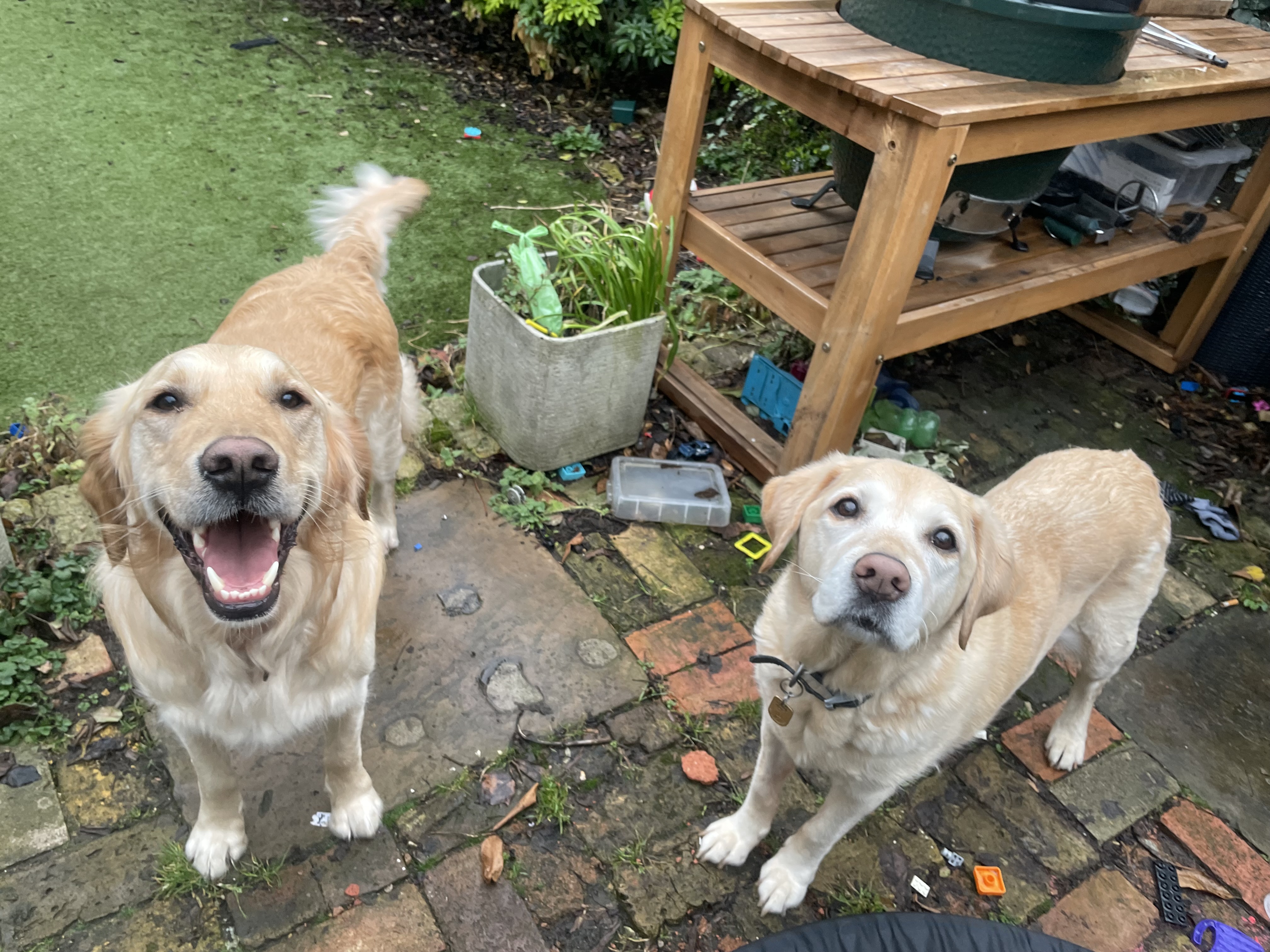 Dee Scott is fundraising for Guide Dogs