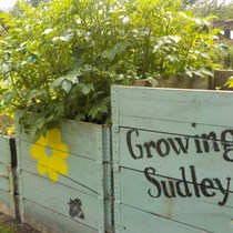 Growing Sudley