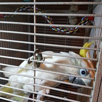 Falling Feathers Rescue