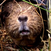 Colne Valley Cavies