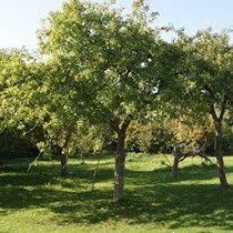 Broadmoor Lane Orchard