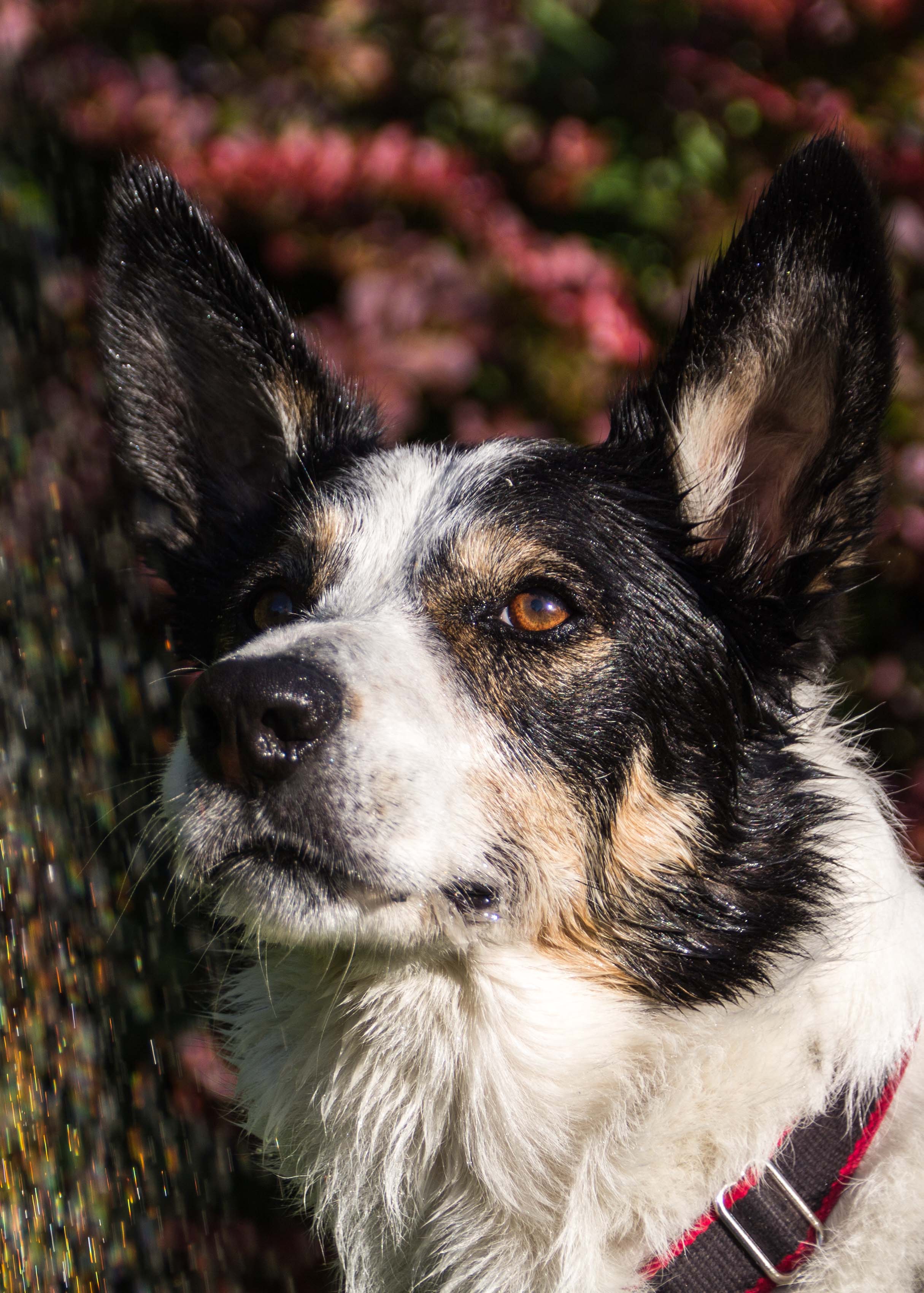 Crowdfunding to Help Protecting Preloved Border Collies rescue more collies in need of homes on