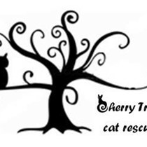 Cherry Tree  Cat Rescue