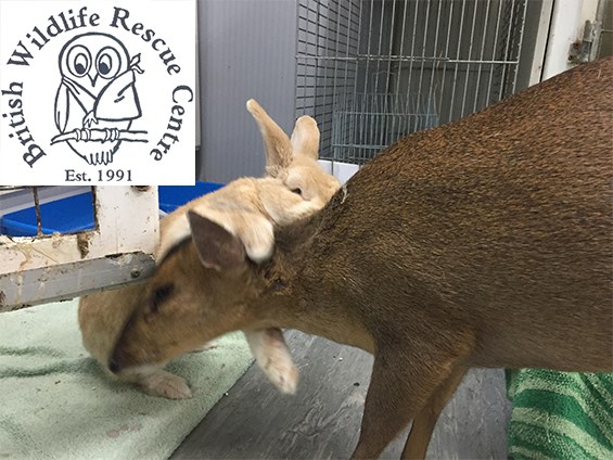 Crowdfunding to for the British Wildlife Rescue Centre on JustGiving