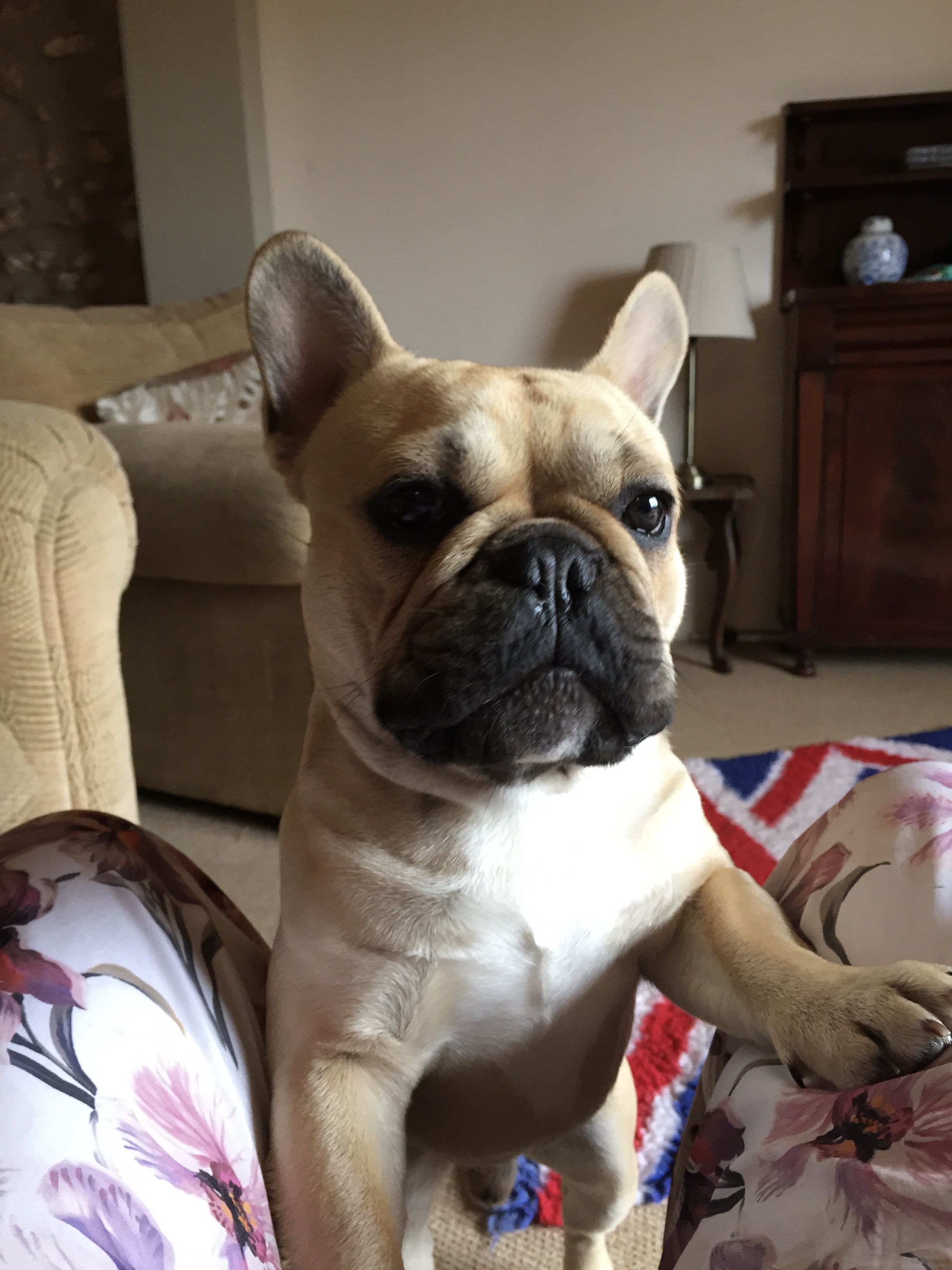 Crowdfunding to raise funds for Baxter my French bulldog to have laser ...