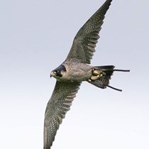 The British Bird of Prey Centre