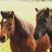 Scottish Skyros Pony