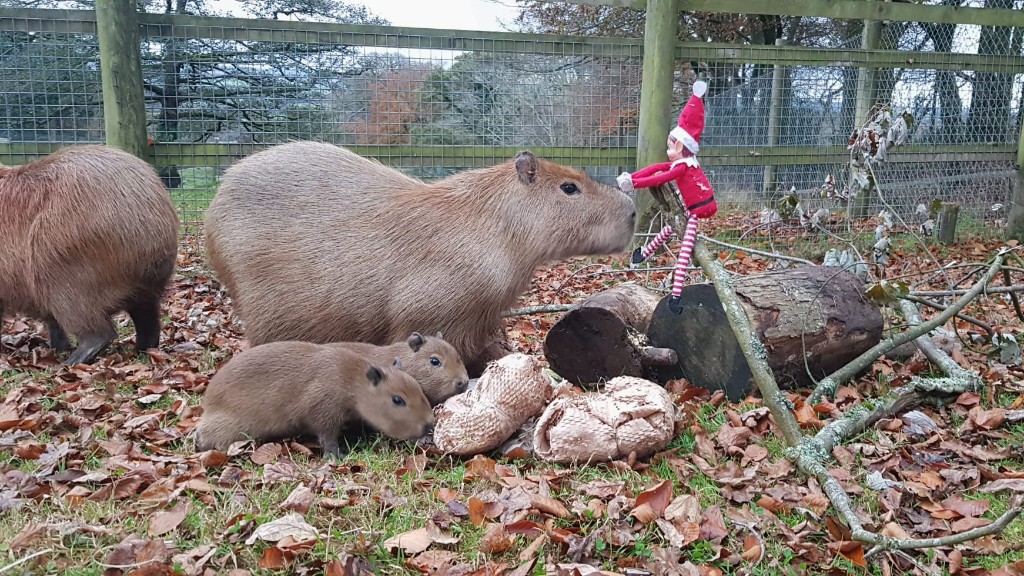 Animal Christmas Treats at Dartmoor Zoo JustGiving