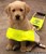 Fundraiser icon