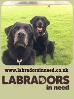 Labradors In Need
