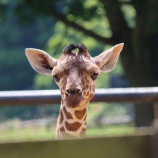 Elaine's doing ZSL's around the world