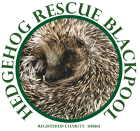 Hedgehog Rescue Blackpool