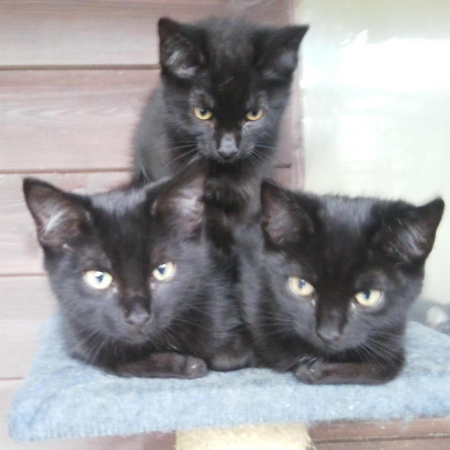 Venture Farm Cat Rescue