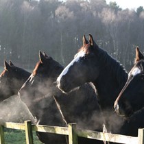 Horse Mist