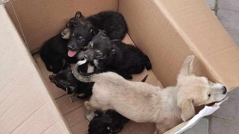 Rrr Spring RRR Spring Spay campaign 2024 - JustGiving