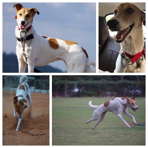 Crowdfunding To Help Fund Epi In Dogs Research Exocrine Pancreatic Insufficiency On Justgiving Crowdfunding To Help Fund Epi In Dogs Research Exocrine Pancreatic Insufficiency On Justgiving