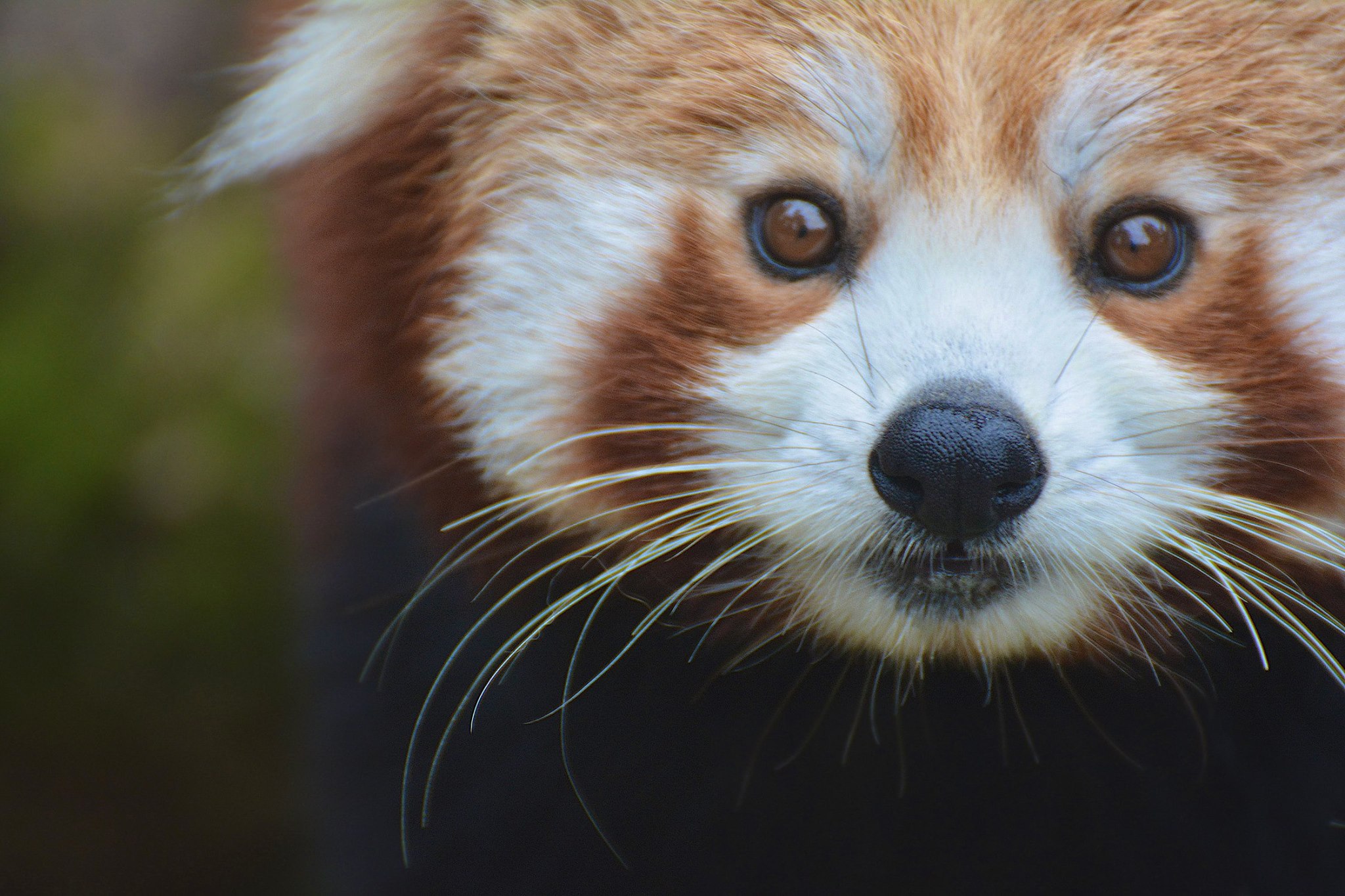 Crowdfunding to Support the red panda network on JustGiving