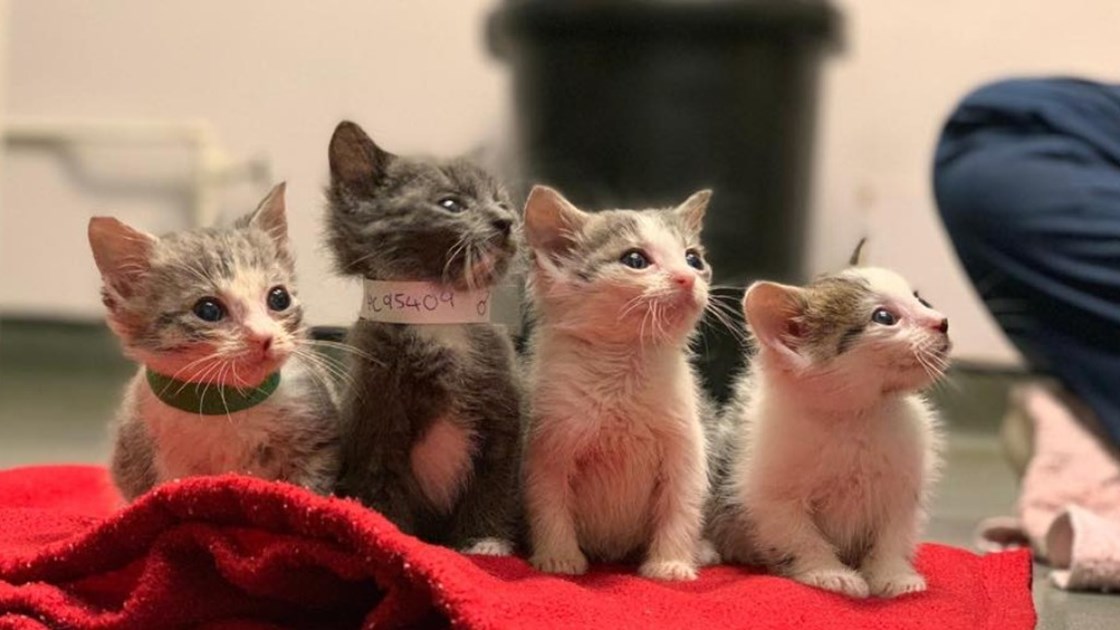 RSPCA Harmsworth Memorial Animal Hospital JustGiving