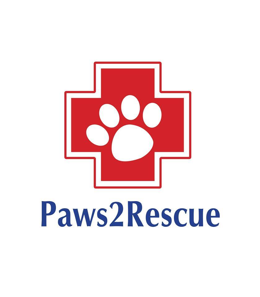 stray paws rescue download free