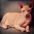 Fundraiser icon