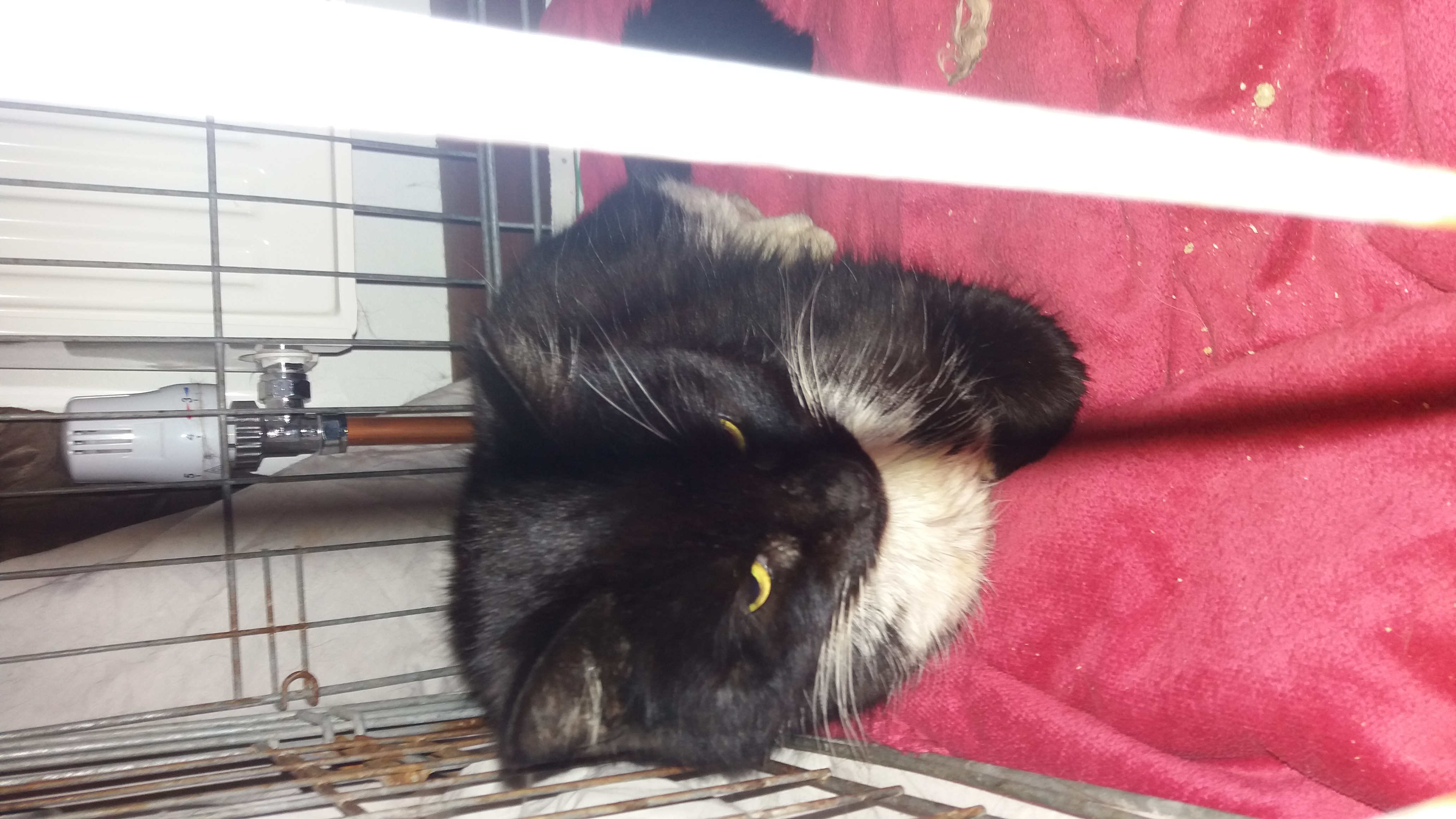 Crowdfunding to to help an emaciated stray cat that has a bowel