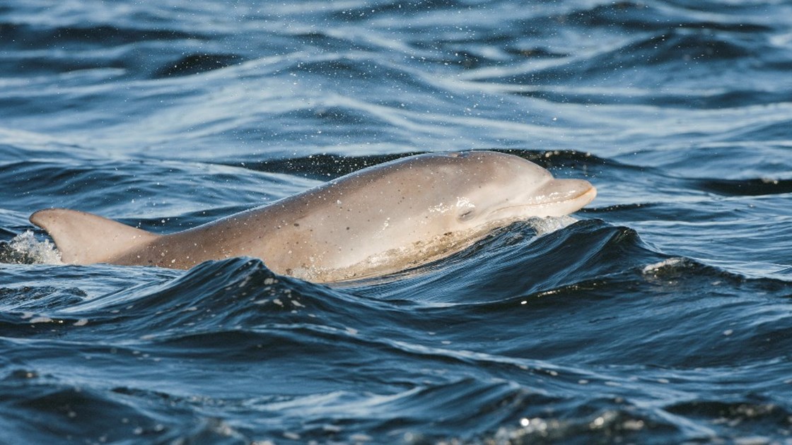 Researchers: Dolphins found dead were stranded during Sally