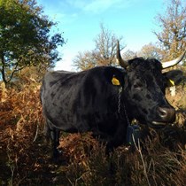 Wyre Community Land Trust