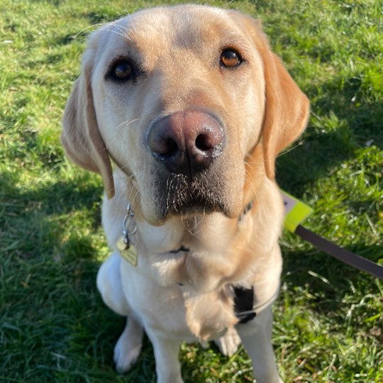 Our Guide Dogs Fundraiser