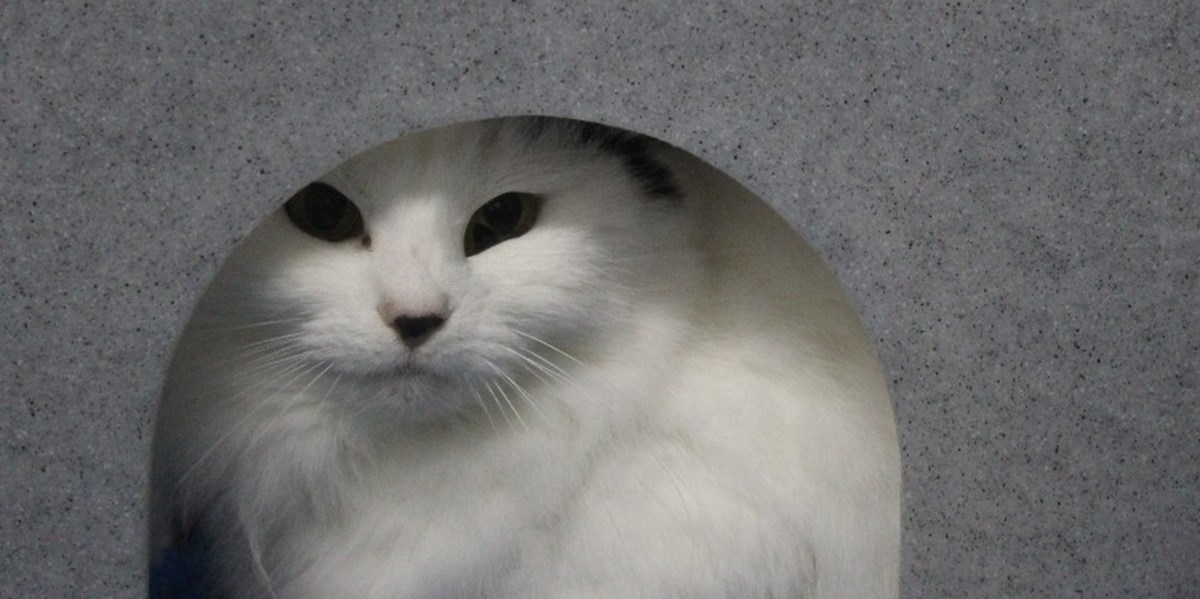 Birmingham Cats Protection is fundraising for Cats Protection