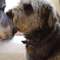 Chichester District Dog Rescue Society
