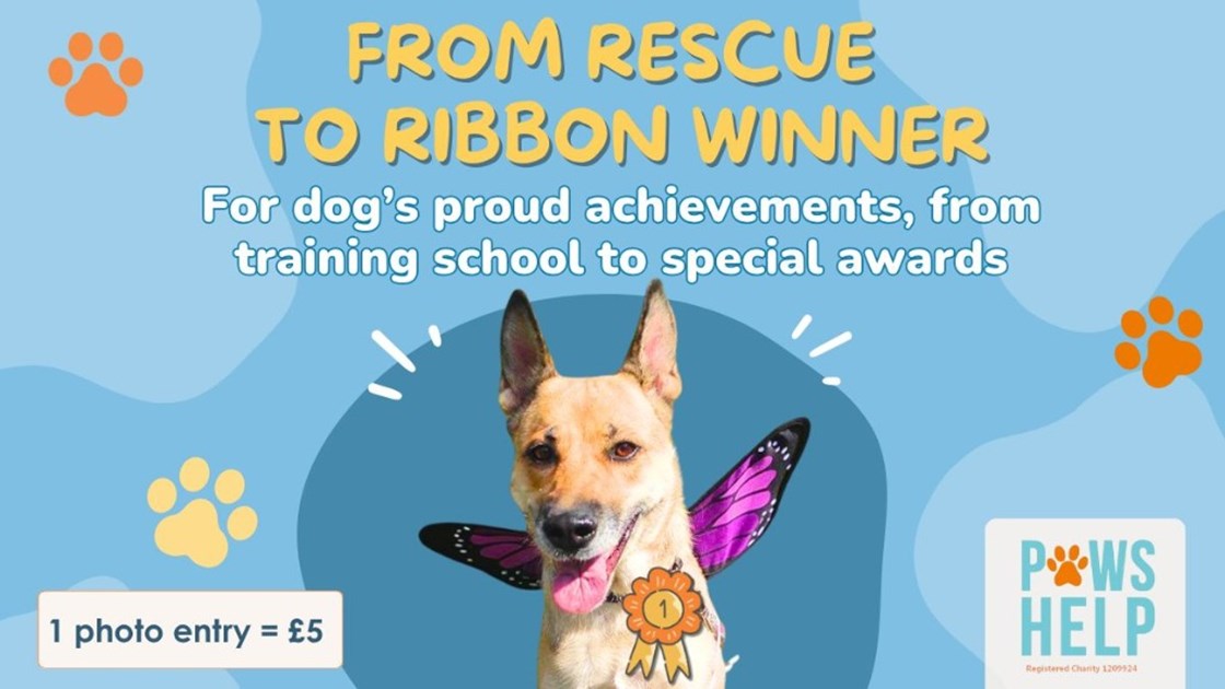 Reward For Rescue ππΎ FROM RESCUE TO RIBBON WINNER πΎπ - JustGiving