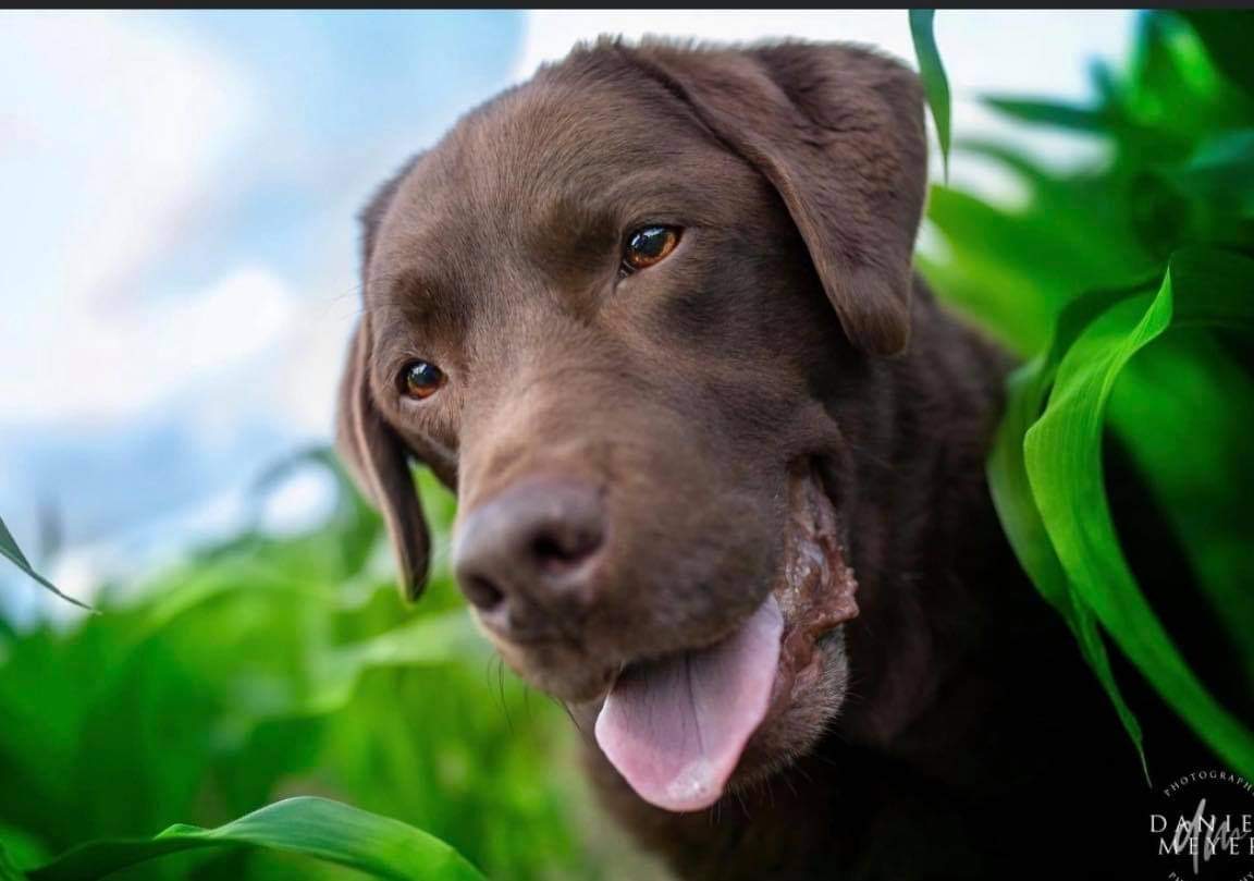 Team Edward Labrador Rescue