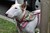 Fundraiser icon