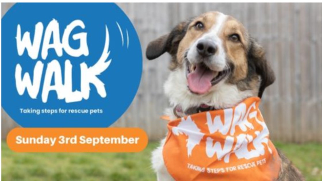 Amy Dowler is fundraising for Bath Cats and Dogs Home