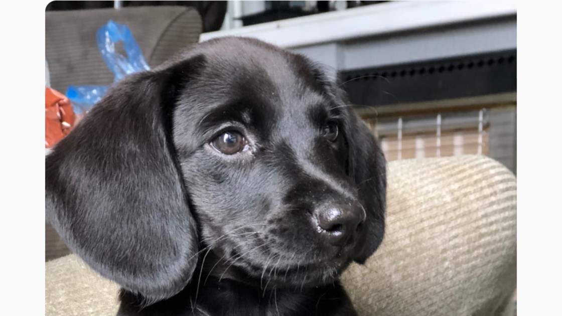 PIPS PATHWAY is fundraising for PDSA