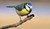 Fundraiser icon