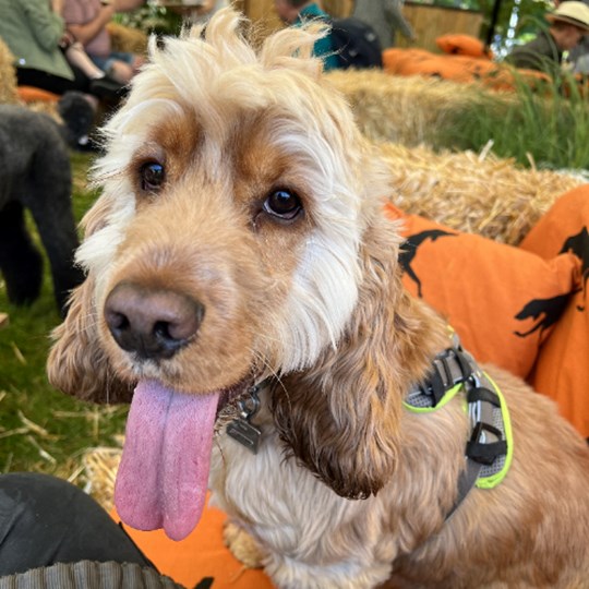 Bamford's fundraising page