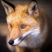  Cheshire Hunt Saboteurs 