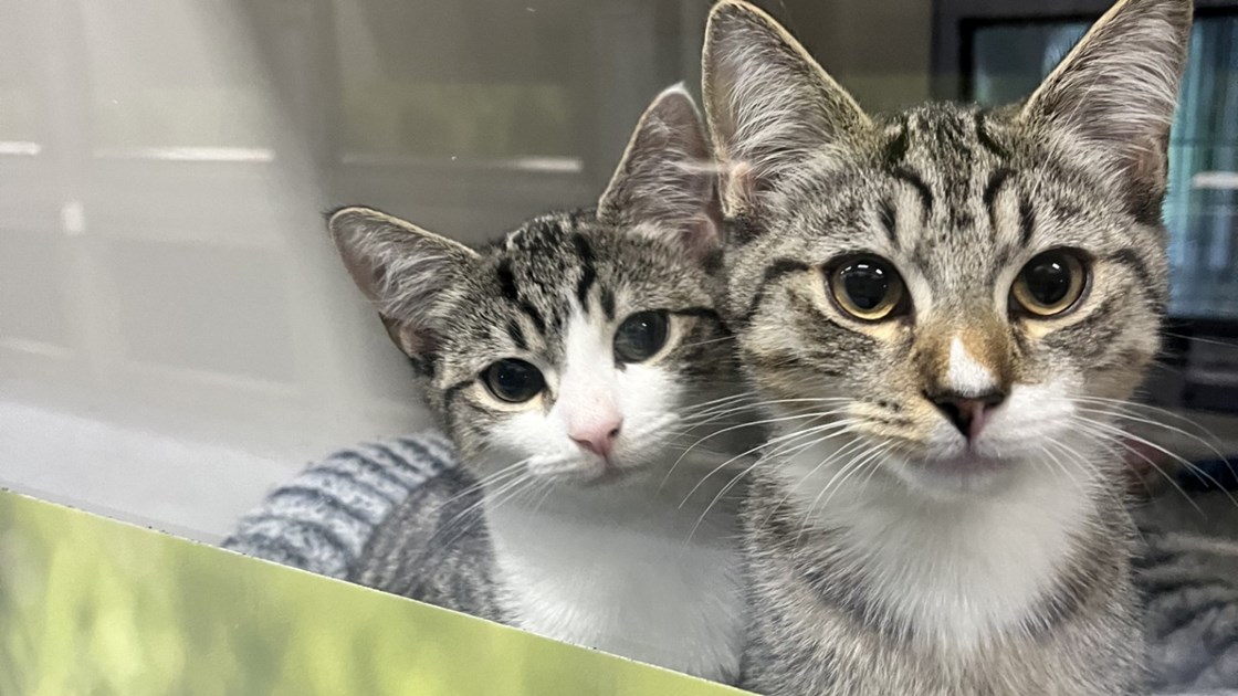 Taylor is fundraising for Cats Protection