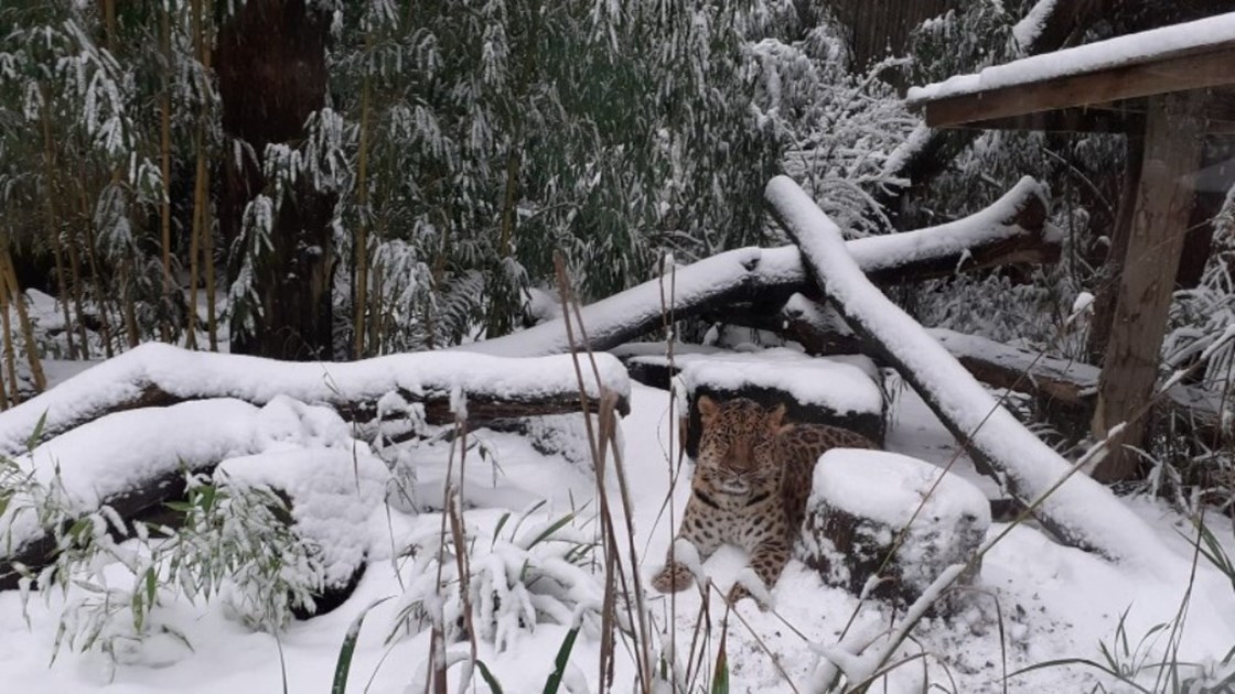 Dartmoor Zoo Protecting Amur Leopards JustGiving