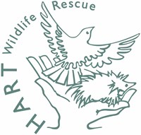 Hart Wildlife Rescue