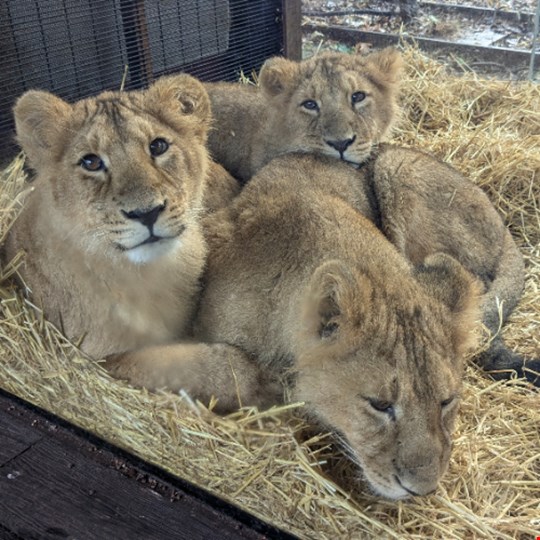 London Zoo Volunteers