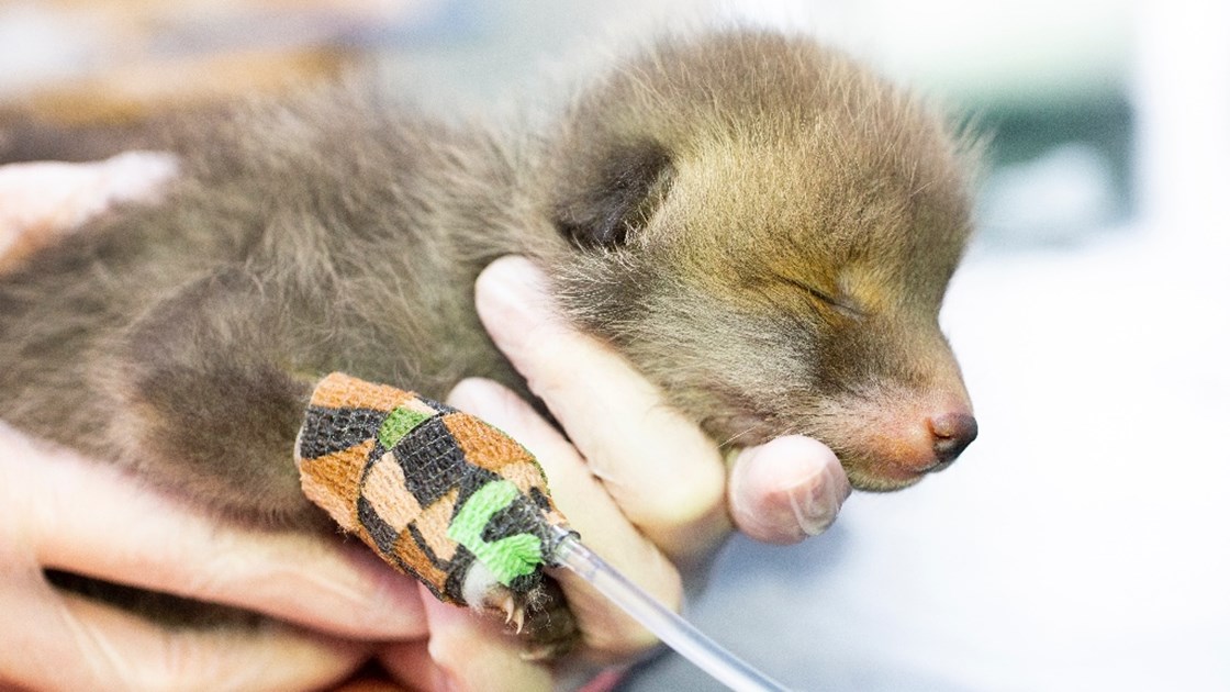 This collapsed fox cub needs your help! - JustGiving