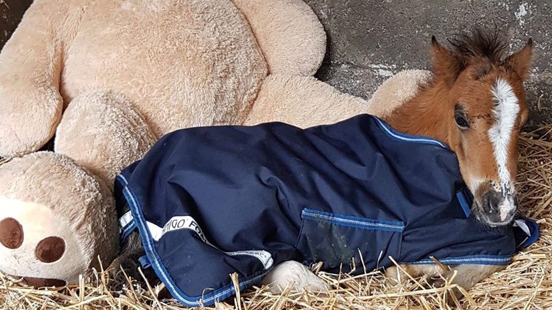 Anna Knight is fundraising for Lluest Horse and Pony Trust