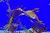 Fundraiser icon
