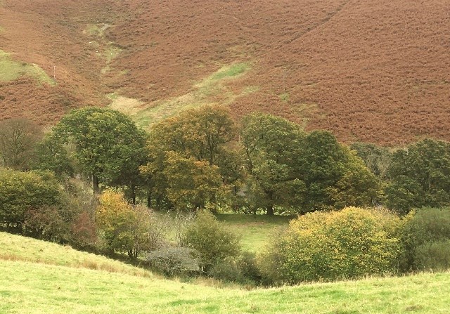 Crowdfunding to allow mature trees to regenerate in ...